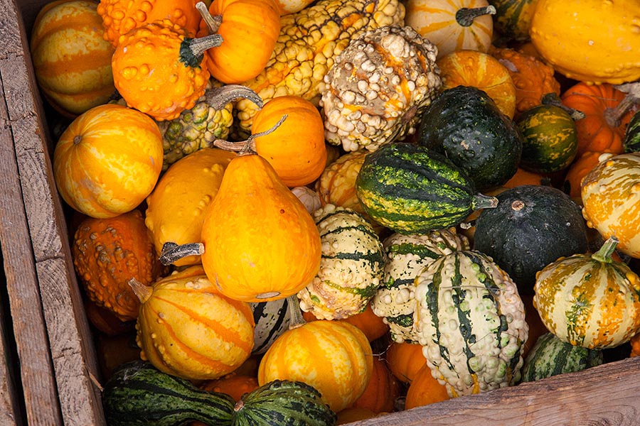 Colourful Gourds