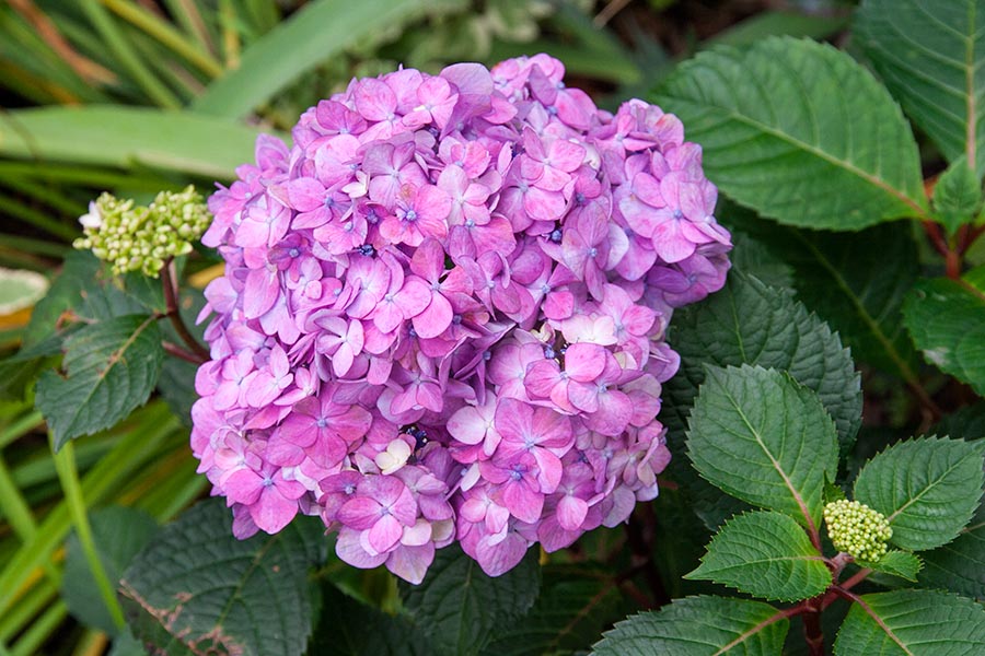 New Hydrangea