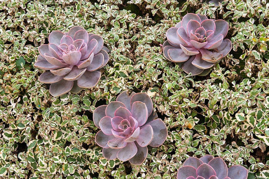 Purple 'Dots' on Anne's Dress