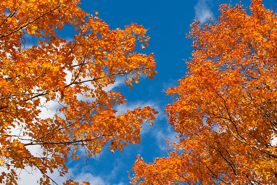 Maples Overhead