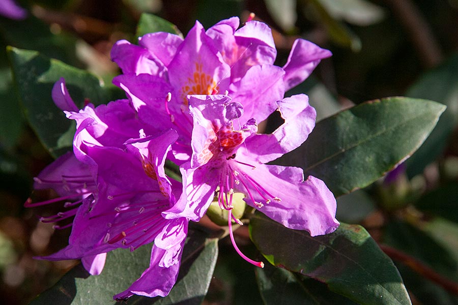 Rhododendron in Bloom