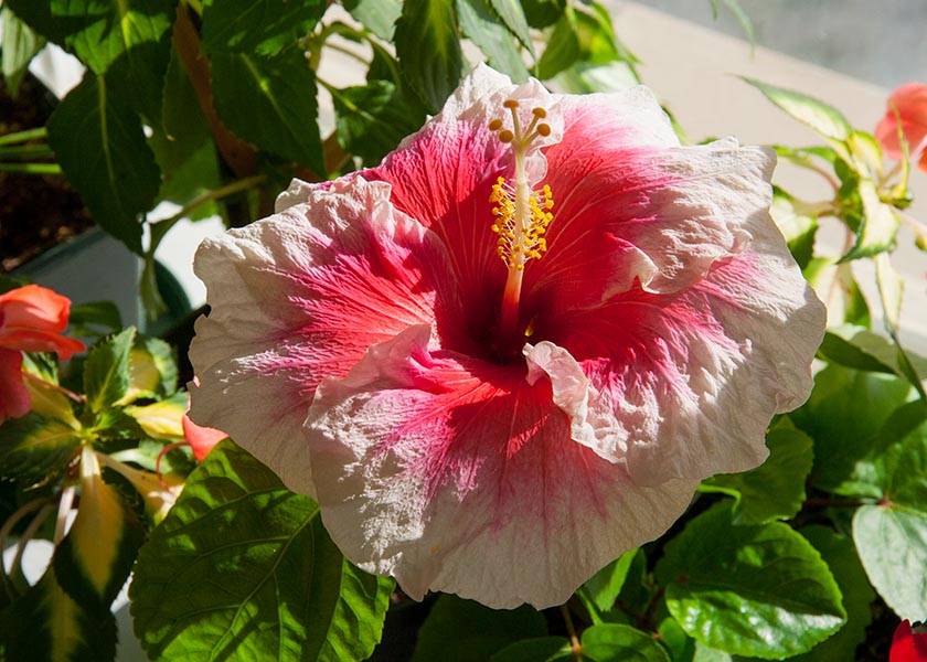 Hibiscus Bloom