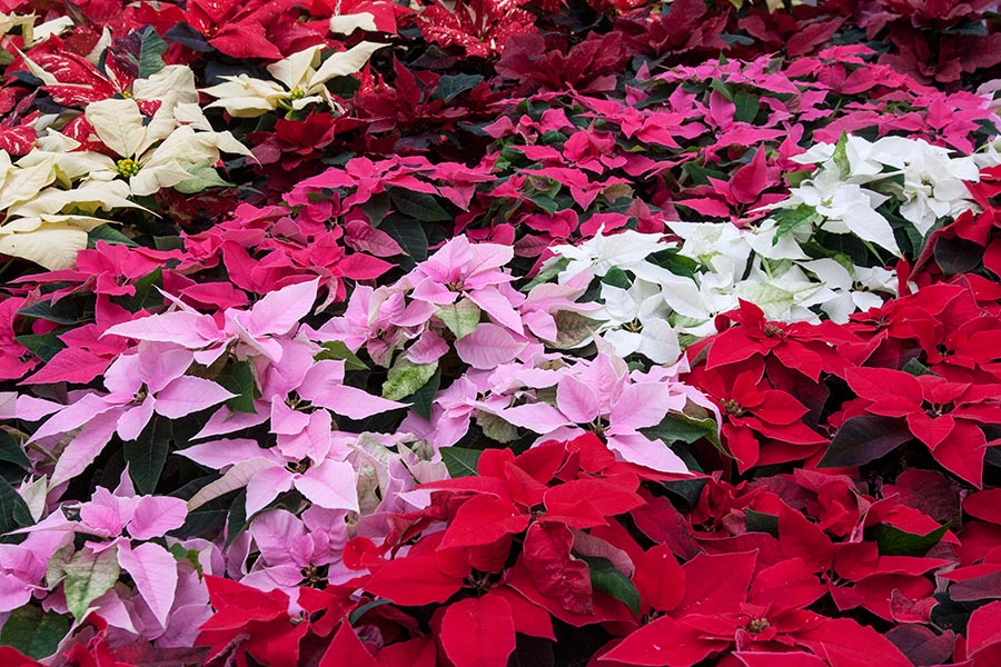 Rows of Poinsettias