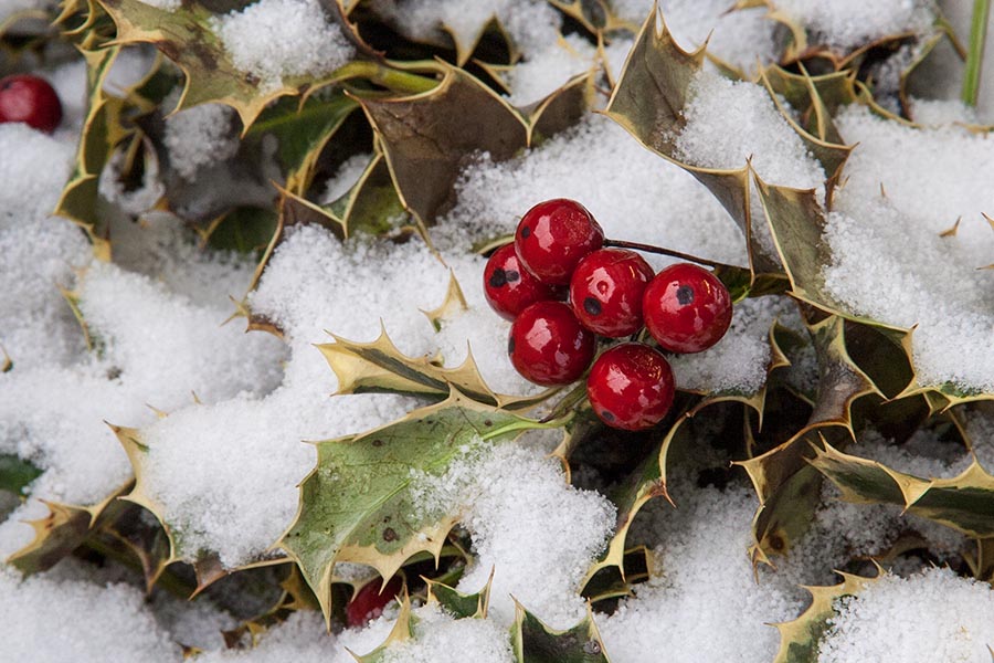Holly Berries