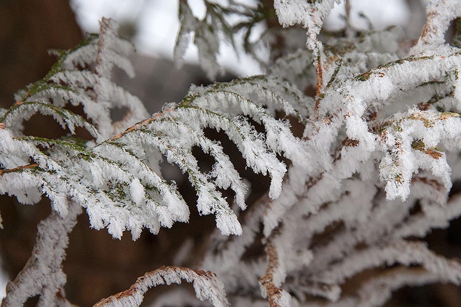 Frosty Cedars