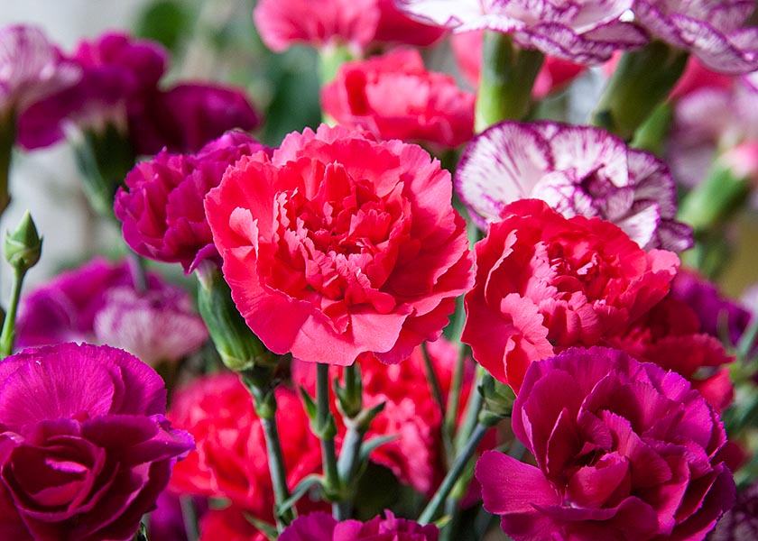 Pink Mini Carnations