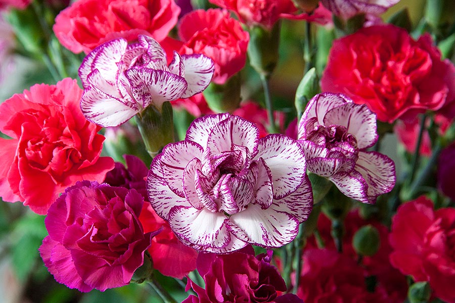And More Carnations.....