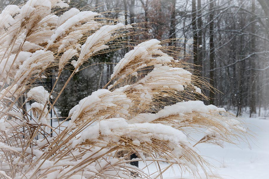 Snow-Covered Grasses