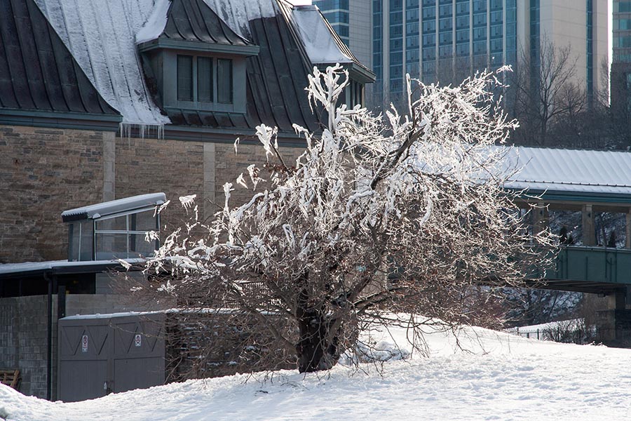 Ice-Covered Tree