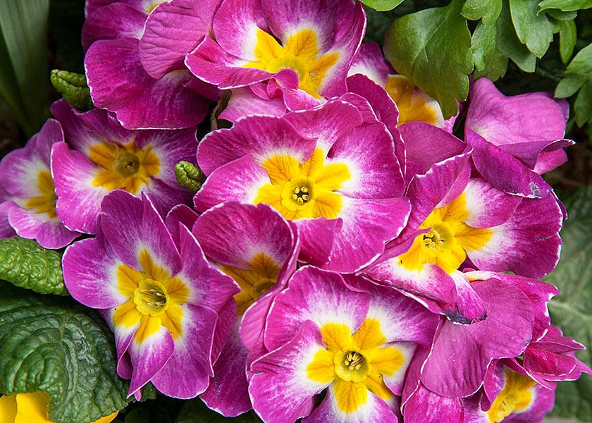 Primroses for 'Flower Day'