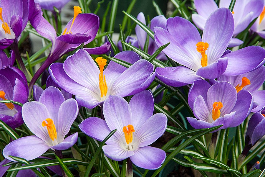 Spring in the Greenhouse
