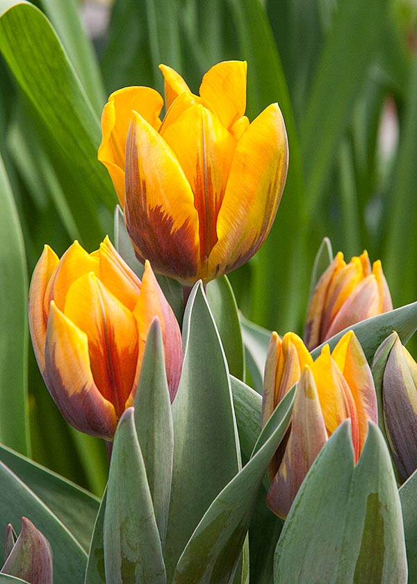 Tulips at Vandermeer's