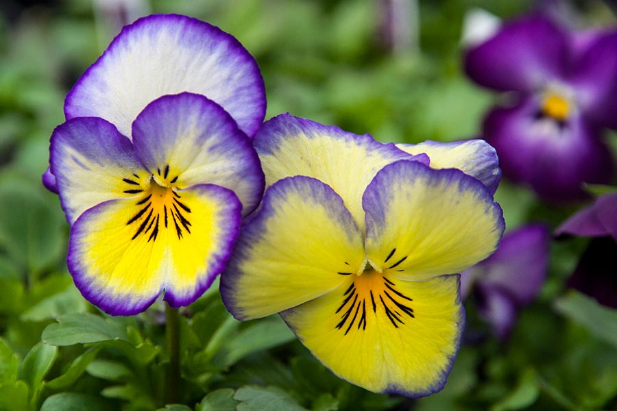 Pansies