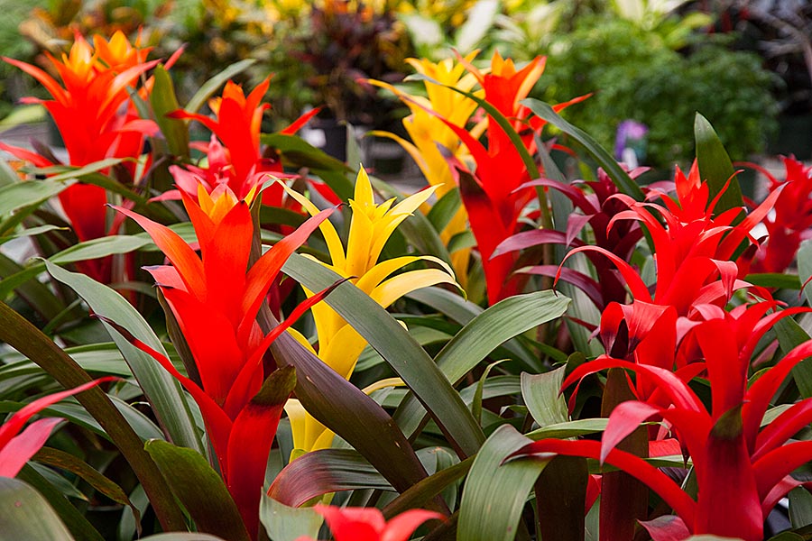 Brilliant Bromeliads