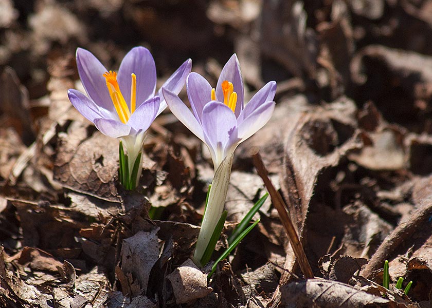 the Very First Crocuses