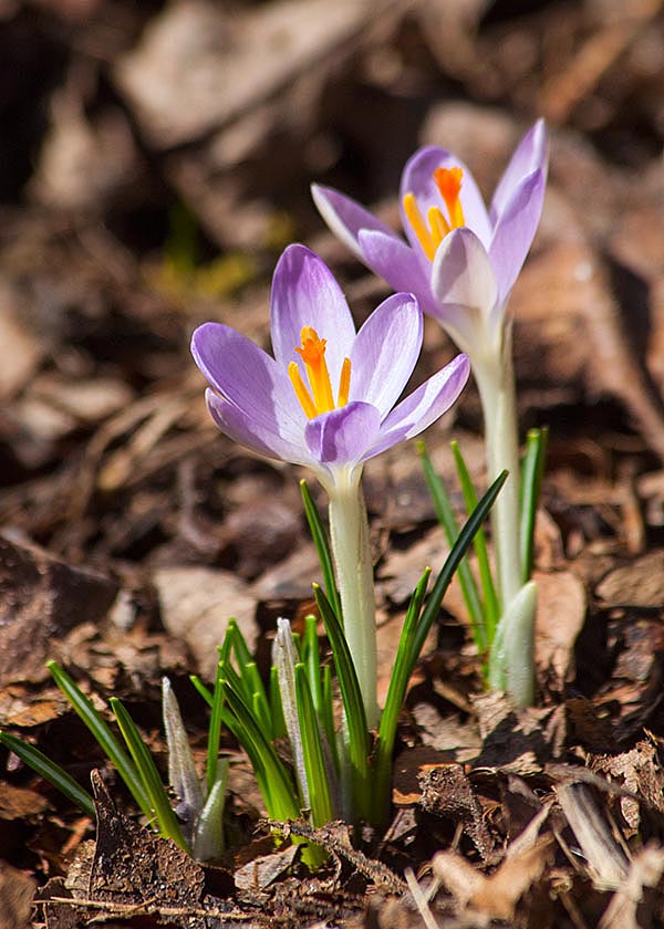 First Crocuses