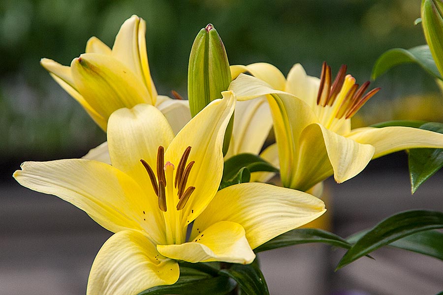 Yellow Lilies