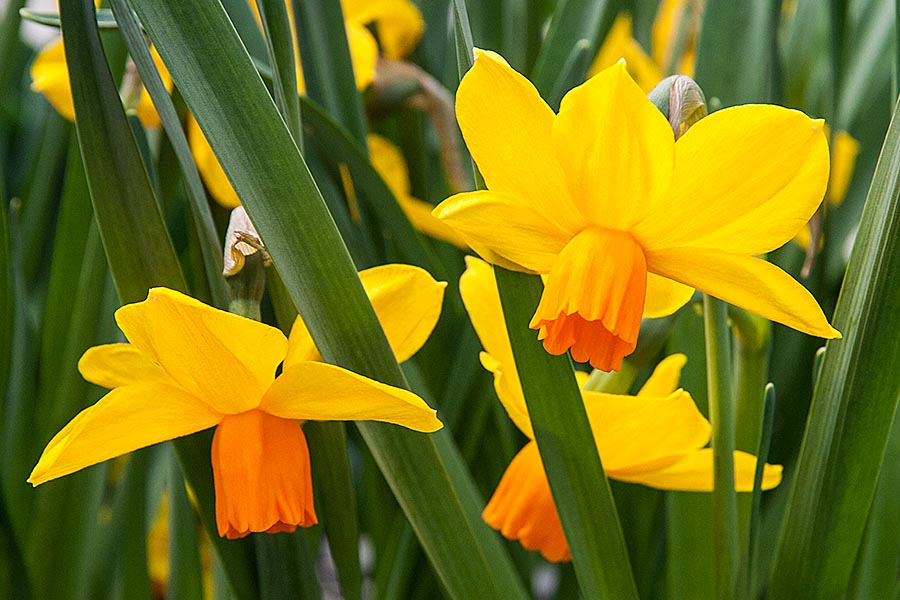 Daffodils