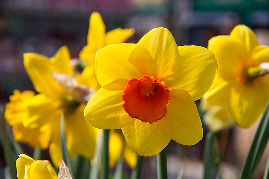 More Daffodils