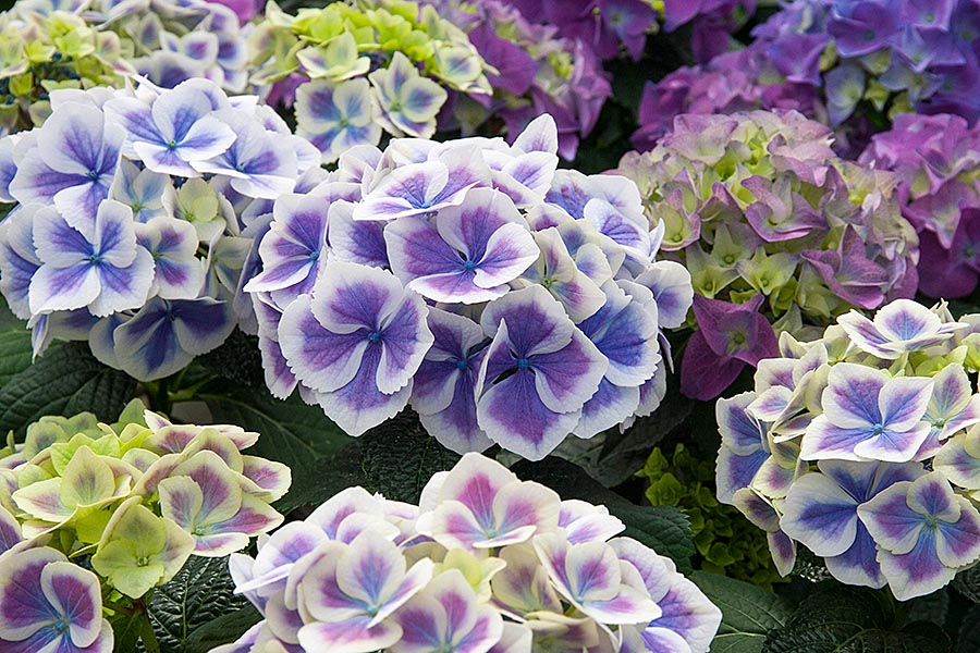Hydrangeas