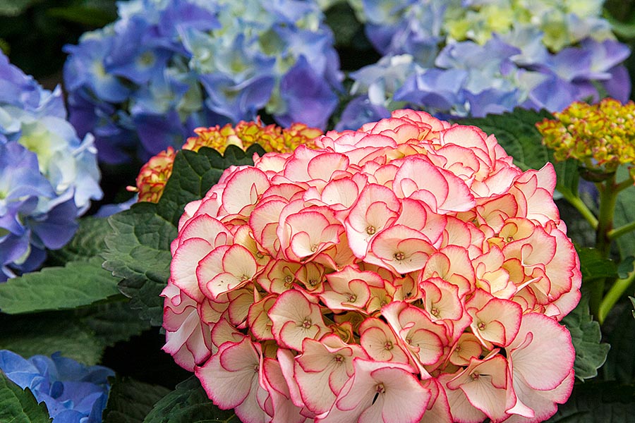 Pink-Edged Hydrangea