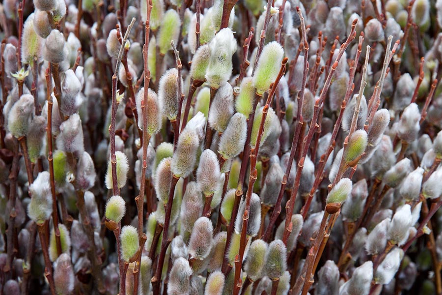Pussywillows
