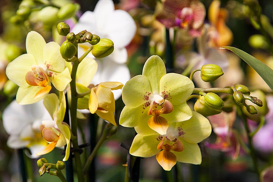 Yellow Moth Orchids