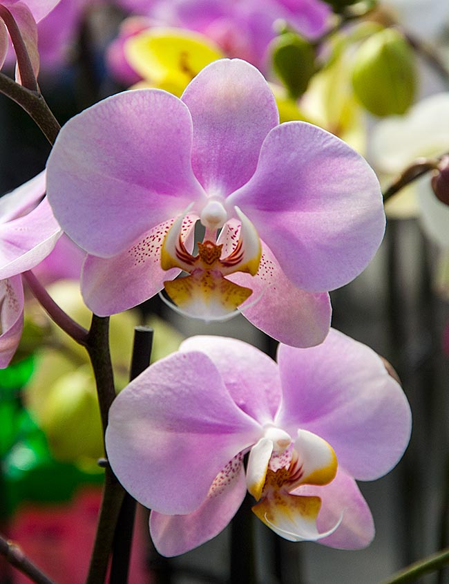 Pink Orchids