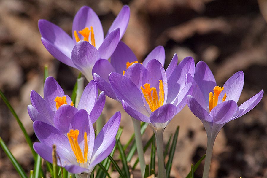 Crocuses in Bloom