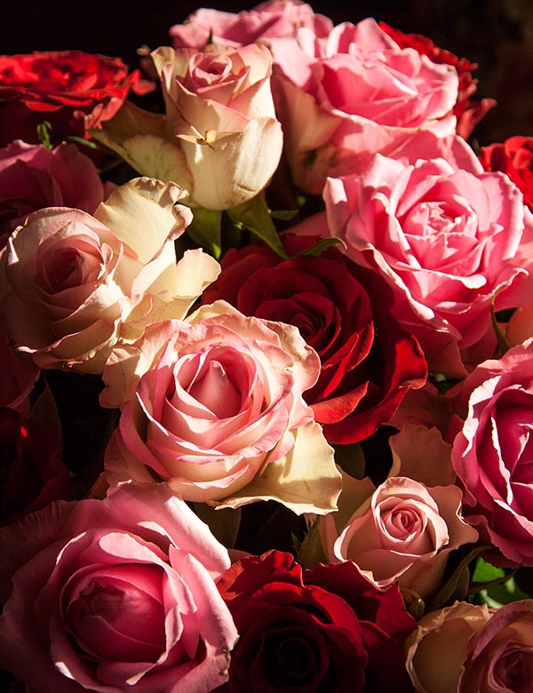 Roses in the Morning Sun