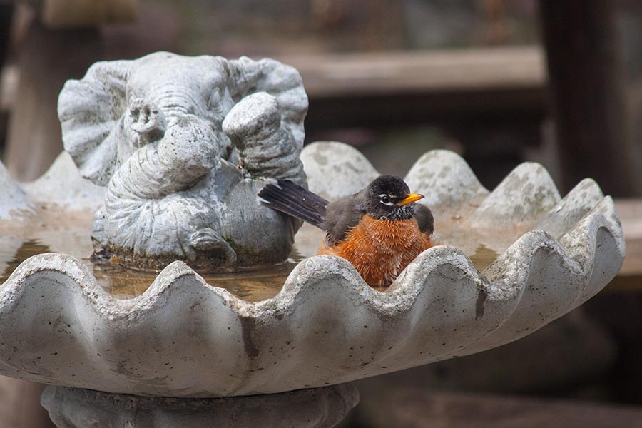 Bathing with 'Ellie'