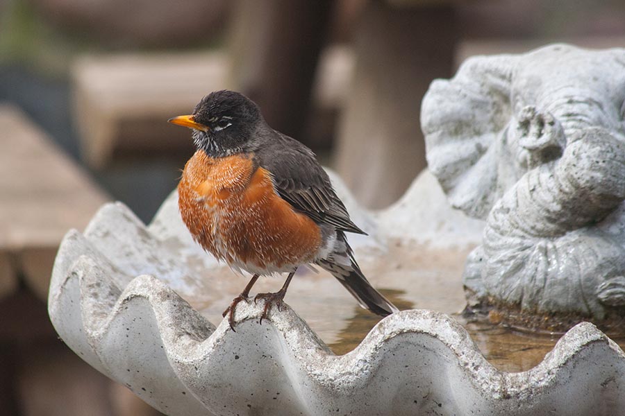 Robin in the Birthbath