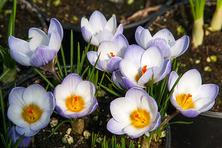 Vandermeer Crocuses