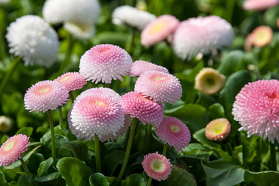 English Daisies from the Side
