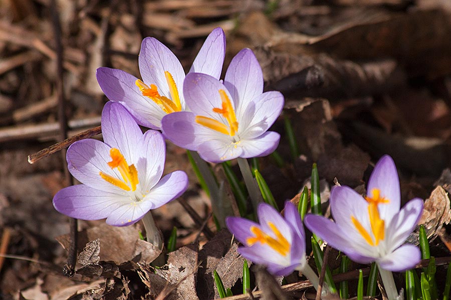 Early Crocuses