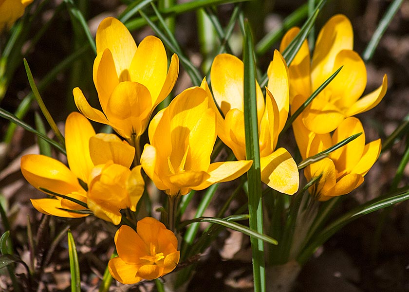 Yellow Crocuses