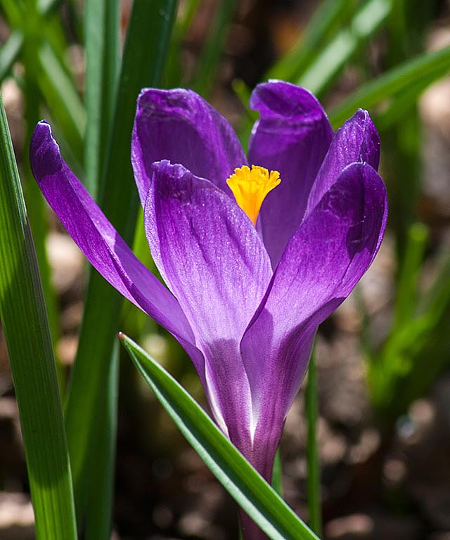 Purple Crocus