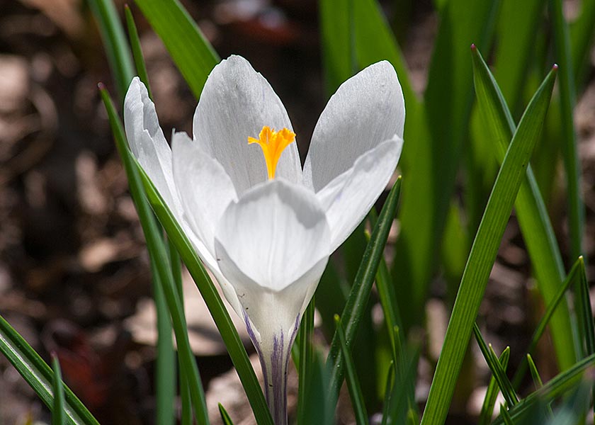 White Crocus