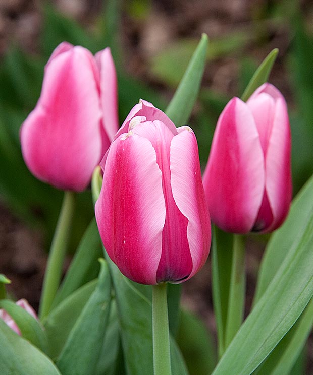 Birthday Tulips
