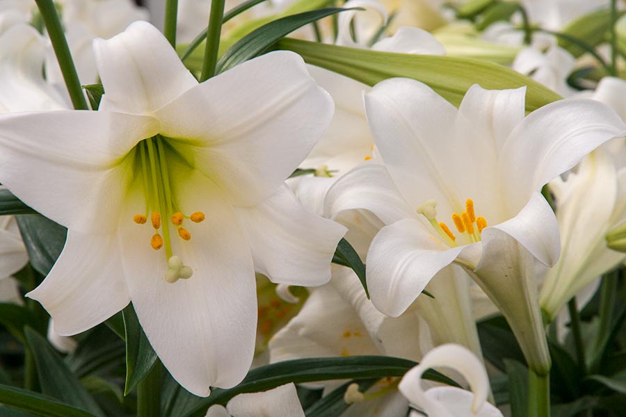 Easter Lilies
