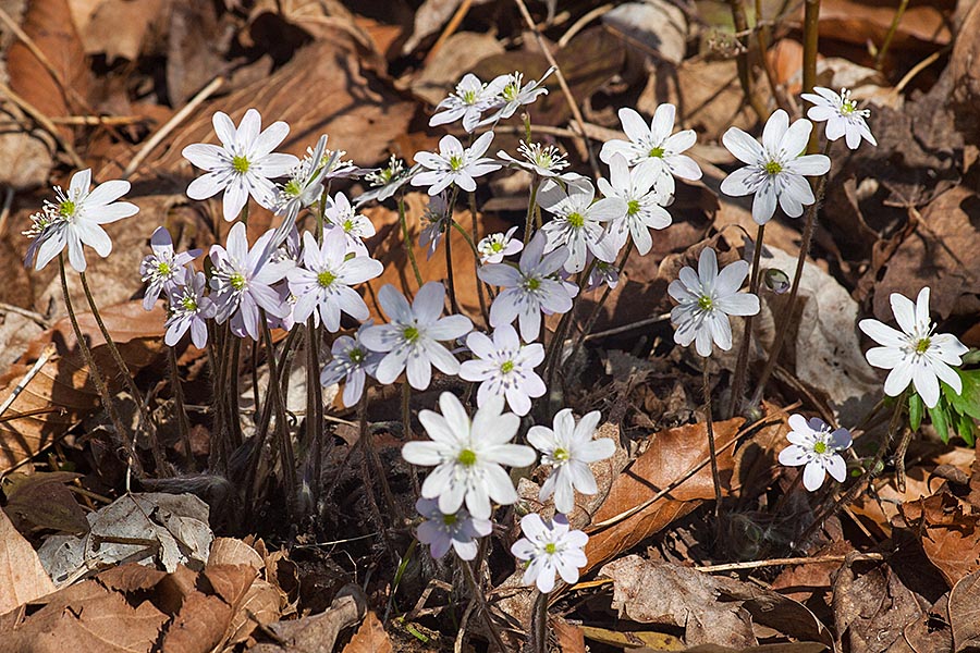Hepatica in Bloom