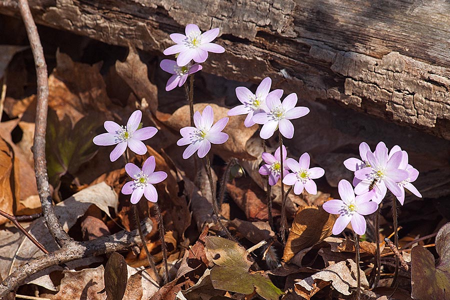 Pink Hepatica at the Edge of the Woods