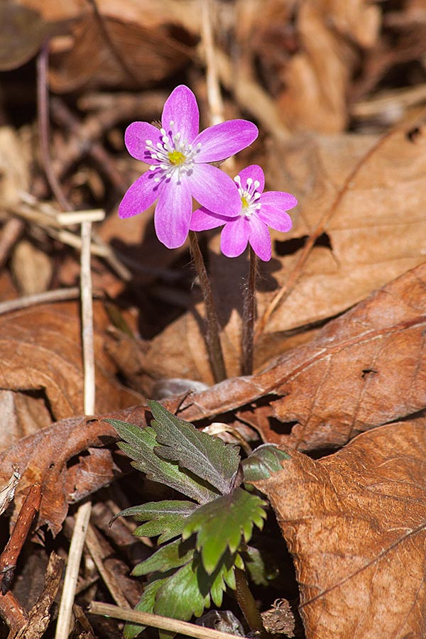 Dark Pink Hepatica