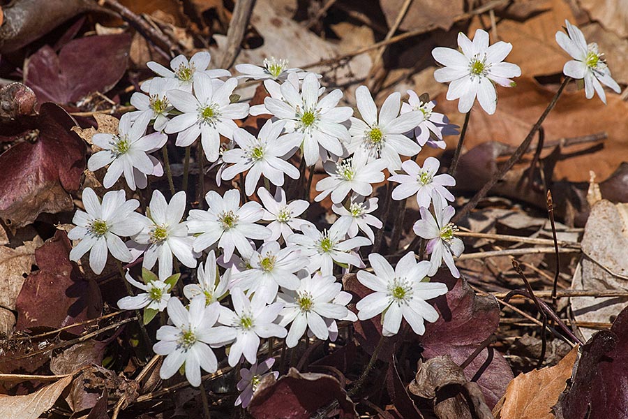 More White Hepatica