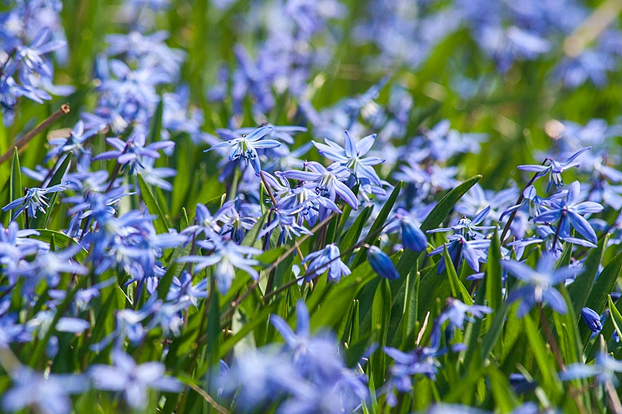 Scillas in Bloom