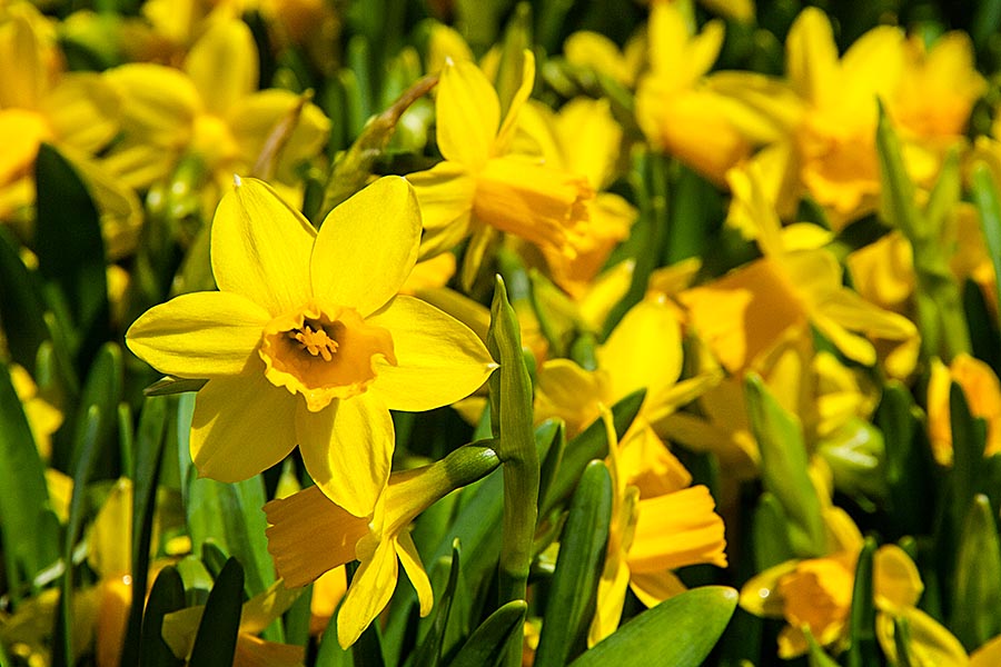 Daffodils