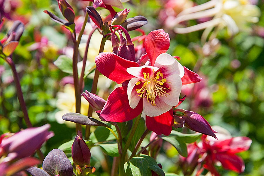 Backlit Columbine