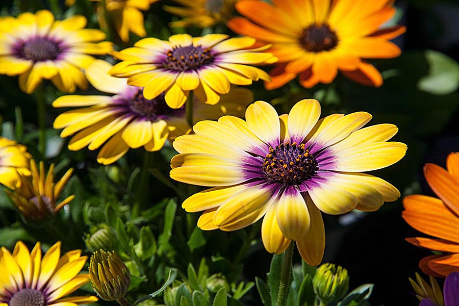 Colourful Daisies