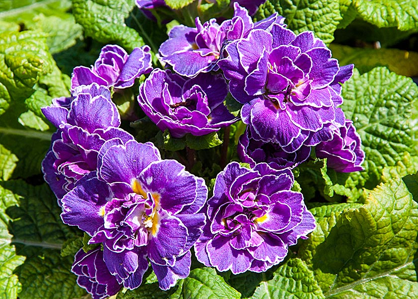 Double Primrose