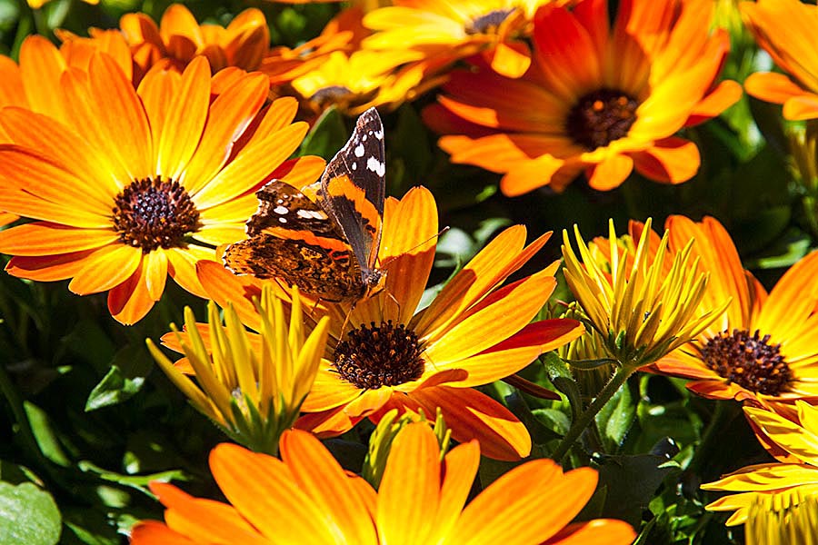 Butterfly on a Daisy